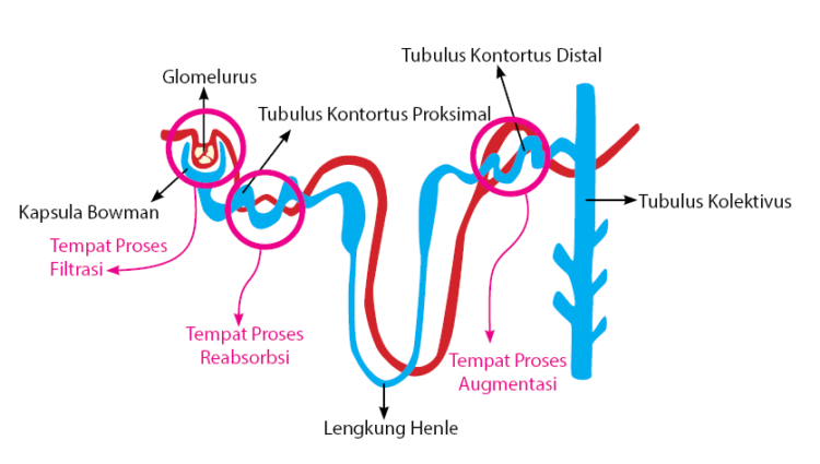 mengenal-cara-kerja-ginjal-dalam-hasilkan-urin-3.png